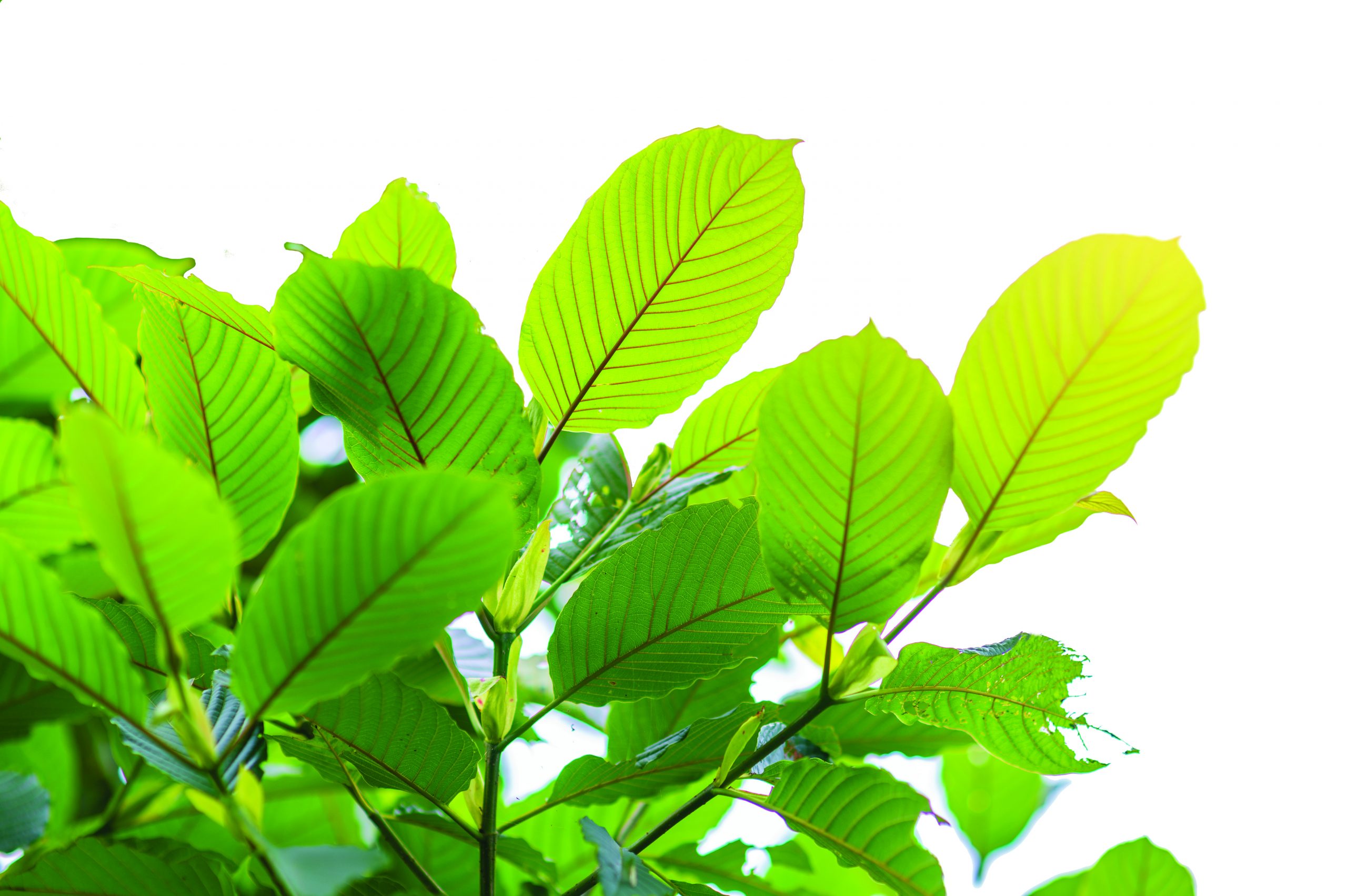Natural Kratom Tea Thailand – Fresh, Organic, and Handcrafted