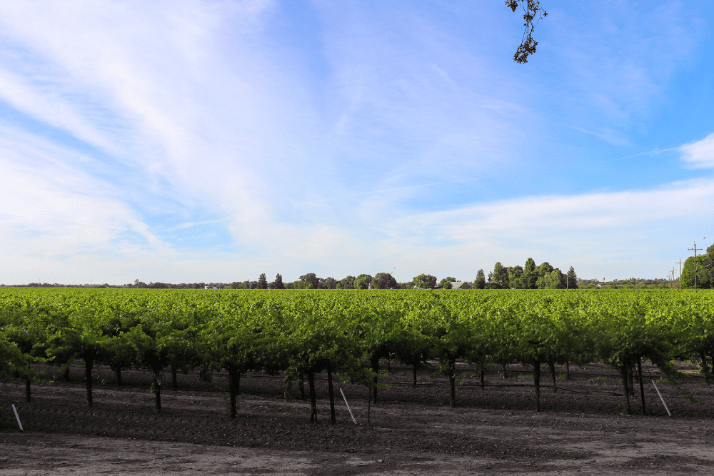 Where Is Clarksburg California for Wine Lovers